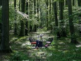 Dining and Jungle Cuisine Experience